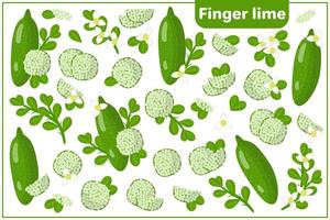 Set of vector cartoon illustrations with Finger lime exotic fruits, flowers and leaves isolated on white background