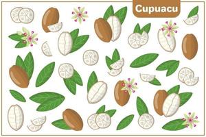 Set of vector cartoon illustrations with Cupuacu exotic fruits, flowers and leaves isolated on white background