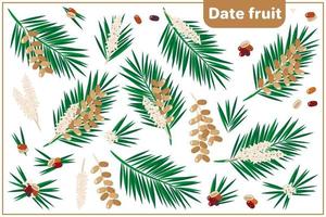 Set of vector cartoon illustrations with Date Fruit exotic fruits, flowers and leaves isolated on white background