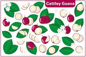 Set of vector cartoon illustrations with Cattley guava exotic fruits, flowers and leaves isolated on white background