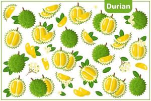 Conjunto de ilustraciones de dibujos animados vectoriales con frutas exóticas de durian, flores y hojas aisladas sobre fondo blanco vector