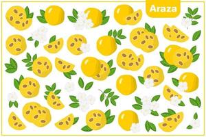 Set of vector cartoon illustrations with Araza exotic fruits, flowers and leaves isolated on white background