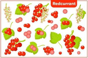 Set of vector cartoon illustrations with Redcurrant exotic fruits, flowers and leaves isolated on white background