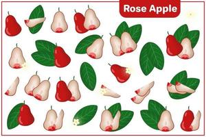 Conjunto de ilustraciones de dibujos animados vectoriales con frutas exóticas de manzana rosa, flores y hojas aisladas sobre fondo blanco vector