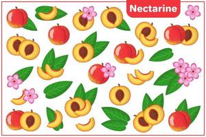 Set of vector cartoon illustrations with Nectarine exotic fruits, flowers and leaves isolated on white background