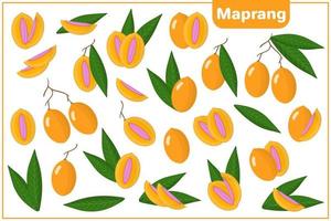 Set of vector cartoon illustrations with Maprang exotic fruits and leaves isolated on white background