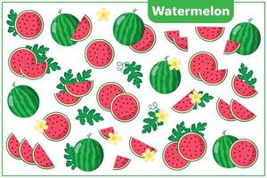 Set of vector cartoon illustrations with Watermelon exotic fruits, flowers and leaves isolated on white background