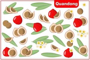 conjunto de ilustraciones de dibujos animados vectoriales con frutas exóticas quandong, flores y hojas aisladas sobre fondo blanco vector