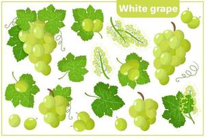 Set of vector cartoon illustrations with White Grape exotic fruits isolated on white background