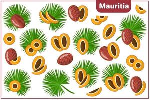 Set of vector cartoon illustrations with Mauritia exotic fruits and leaves isolated on white background