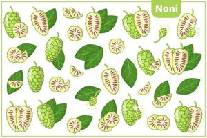 Set of vector cartoon illustrations with Noni exotic fruits, flowers and leaves isolated on white background