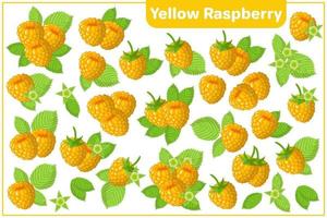 Set of vector cartoon illustrations with Yellow Raspberry exotic fruits isolated on white background