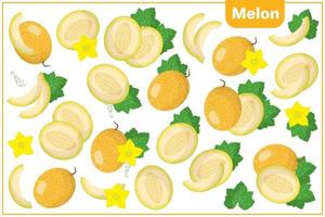 Set of vector cartoon illustrations with Melon exotic fruits, flowers and leaves isolated on white background