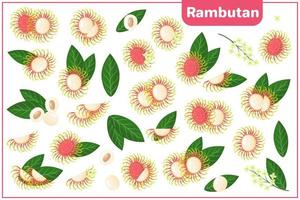 Set of vector cartoon illustrations with Rambutan exotic fruits, flowers and leaves isolated on white background