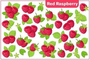 Set of vector cartoon illustrations with Red Raspberry exotic fruits isolated on white background