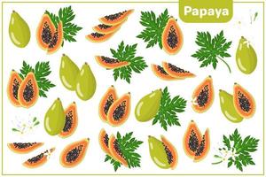 Set of vector cartoon illustrations with Papaya exotic fruits, flowers and leaves isolated on white background