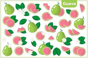 Set of vector cartoon illustrations with Guava exotic fruits, flowers and leaves isolated on white background