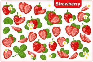 Set of vector cartoon illustrations with Strawberry exotic fruits, flowers and leaves isolated on white background