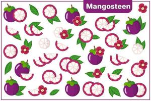 Set of vector cartoon illustrations with Mangosteen exotic fruits, flowers and leaves isolated on white background