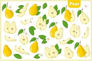 Set of vector cartoon illustrations with Pear exotic fruits, flowers and leaves isolated on white background