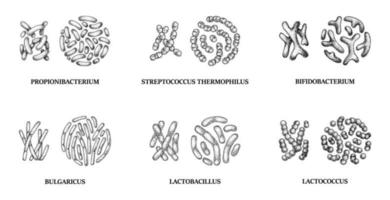 Set of hand drawn probiotics bacterias. Lactococcus, lactobacillus, bulgaricus, bifidobacterium, propionibacterium, streptococcus. Vector illustration in sketch style