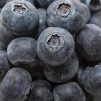 Blueberry background close-up photo