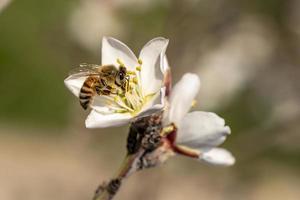 Bee on an almond blossom photo