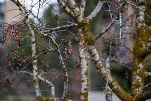 Melia fruit during the rain photo