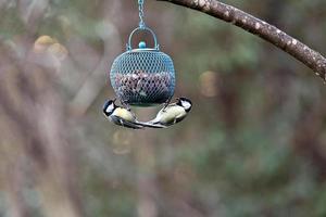 carbonero de pájaro con un vientre amarillo, dos alimentando foto