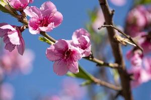 Flowering almond trees against blue sky photo