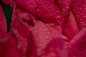 gotas de lluvia sobre una flor roja foto