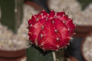 Hermoso colorido cactus injertado gymnocalycium mihanovichii foto