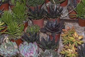 Flowers succulents in pots of different types photo