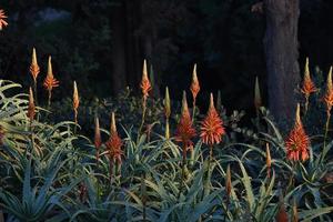 Wild aloe plant with blooming flowers photo