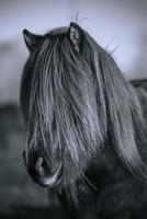 Retrato en blanco y negro de un caballo islandés foto