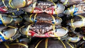 Fresh crab seafood