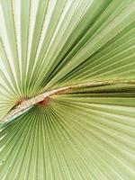 Texture of green palm leaf photo