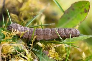 Side view of a caterpillar of the moth shadow monk on a blade of grass photo
