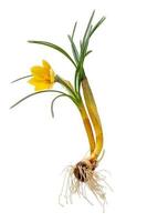 Complete yellow crocus with flower, leaves, roots and onion photo