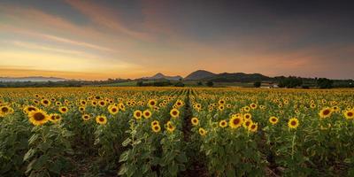 Blooming sunflower plants in the countryside at sunset photo