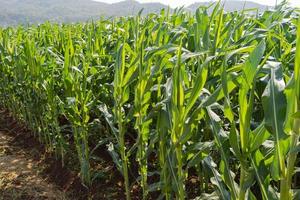 Green corn farm background and sunlight photo