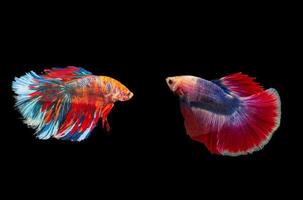 Betta siamés luchando con hermosos colores sobre fondo negro foto