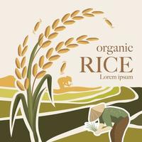 ilustración vectorial de arroz