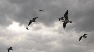 flock måsar som flyger i mörk stormig himmel video