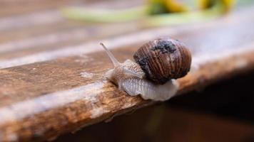 Snail crawling on a wet bench photo