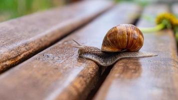 Snail crawling on a wet bench photo