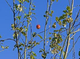 Manzana madura sola en un manzano