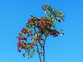 Red hawthorn berries and a clear blue sky photo