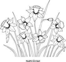 Narcissus flower drawings. Black and white with line art on white backgrounds. Hand drawn botanical illustrations. vector