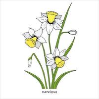 White Narcissus flower with green leaves. Spring flowers. Hand drawn botanical vector illustration. Daffodil flower isolated.